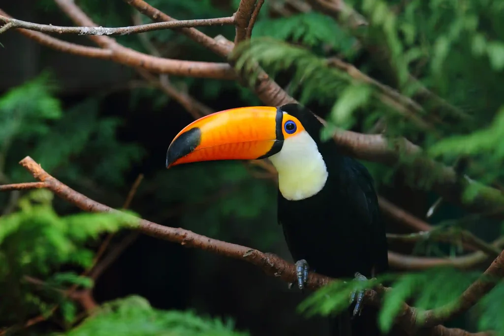 selective-focus-shot-toucan-standing-tree-branch